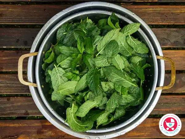 pudina